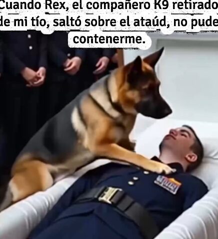 Perro K9 en homenaje