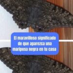 El Significado Espiritual de la Mariposa Negra en Tu Hogar