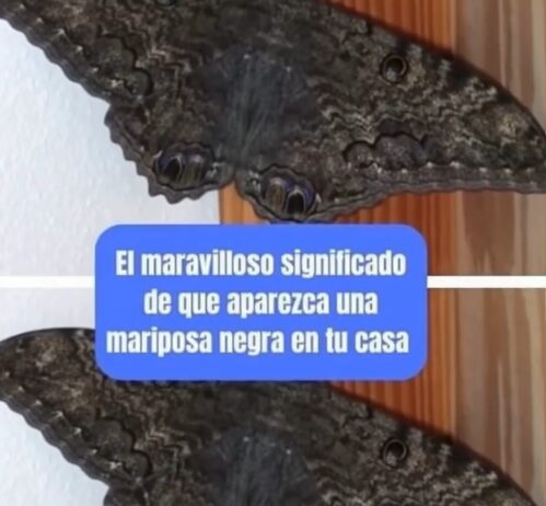 Mariposa negra