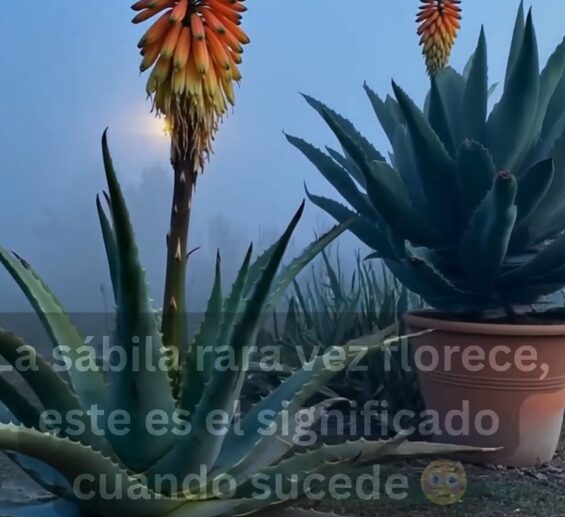 Propiedades de la Sábila
