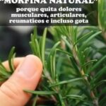 Alcohol de Romero: La Morfina Natural que Puedes Hacer en Casa