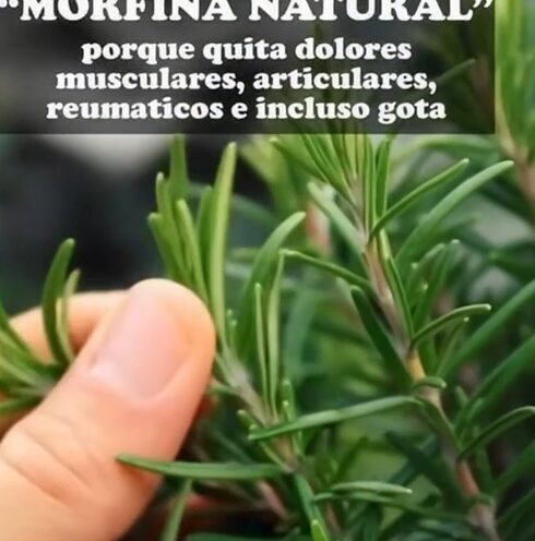 Alcohol de Romero