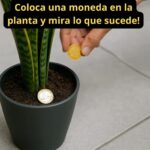 Enterrar Monedas en las Macetas: Un Ritual para Atraer Prosperidad
