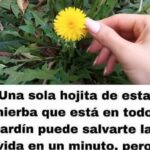 Los Maravillosos Beneficios del Diente de León: ¡Salva tu Vida con una Sola Hojita!
