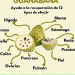 Propiedades Curativas de la Guanábana: La Fruta de la Vida
