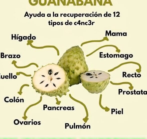Propiedades Curativas de la Guanábana