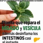 El Poder Sanador de las Plantas: Recupera Tu Hígado y Vesícula Naturalmente