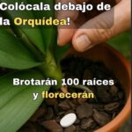 El Truco de Jardineros para Hacer Florecer Tus Orquídeas