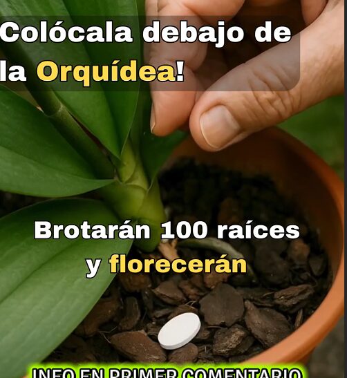 Cuidado de Orquídeas
