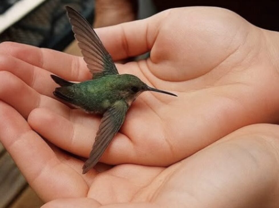 Colibrí en un jardín