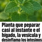 Infusión Reparadora: Elixir Natural para Hígado, Vesícula e Intestinos