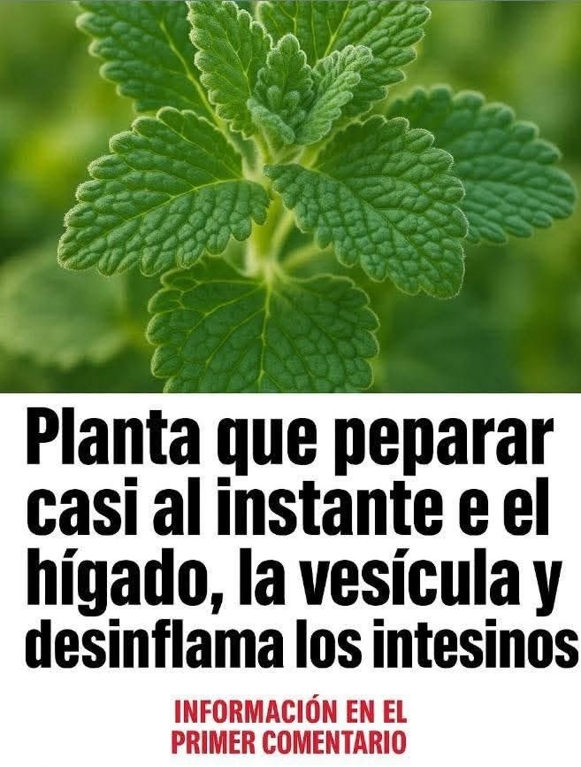 Infusión reparadora de melisa