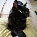 El Significado del Gato Negro: Realidades, Supersticiones y Espiritualidad