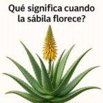 El Significado de la Floración de la Sábila: Un Anuncio de Salud y Bienestar