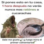 Mezcla Efectiva para Ahuyentar Ratones y Cucarachas de Tu Hogar