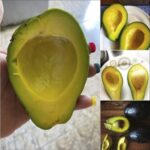 ¿Es Beneficioso Comer Aguacate Todos los Días? Conoce sus Ventajas y Riesgos