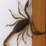 Significado Espiritual de los Alacranes: ¿Por Qué Visitan Tu Hogar?