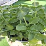 Descubre los Increíbles Beneficios de Consumir 1 Hoja de Orégano al Día