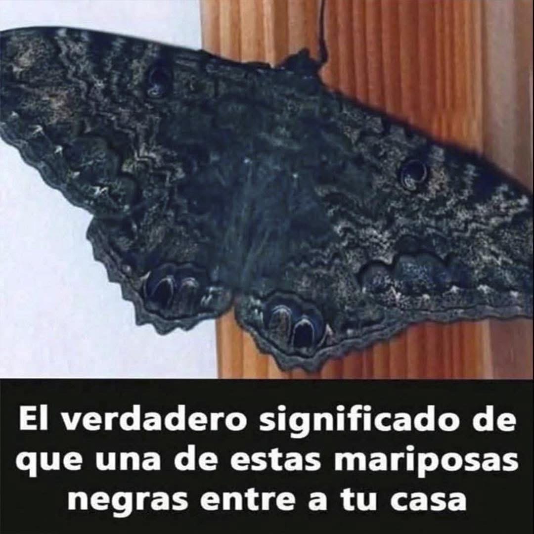 Mariposa negra en una superficie de madera