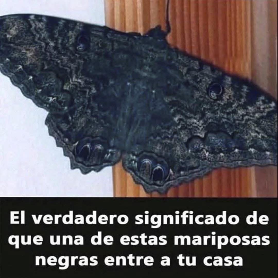 Mariposa negra en una superficie
