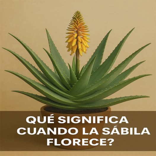 Planta de sábila en floración