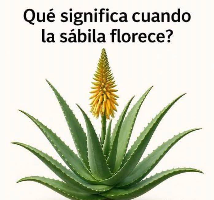 Sábila floreciendo
