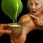 Aplica Savia de Papaya en los Talones Agrietados — Mejor que Cualquier Medicina