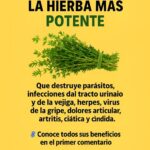 Tomillo: La Hierba Mágica que Transformará Tu Salud
