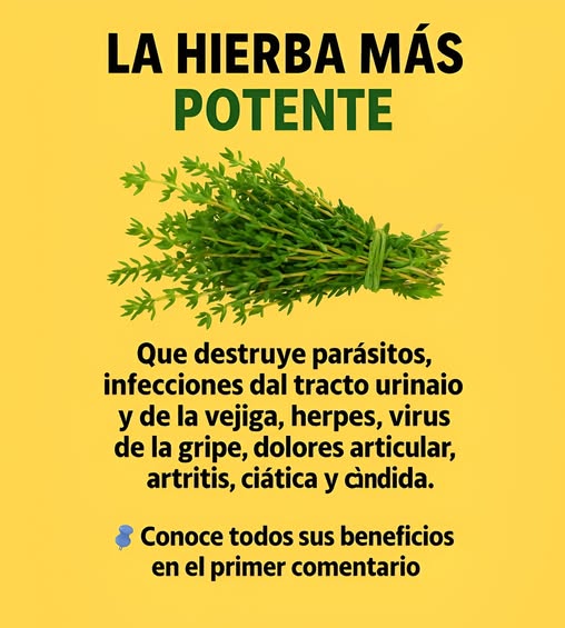 Tomillo, la hierba más potente