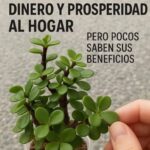 Atracción de Prosperidad y Bienestar con la Planta de Jade en Tu Hogar