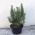 Té de Romero en Ayunas: Beneficios y Cómo Prepararlo