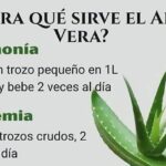 Aloe Vera: Un Poderoso Aliado para tu Salud