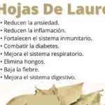 Elixir de Hojas de Laurel: Infusión Matinal para Regular Glucosa y Colesterol