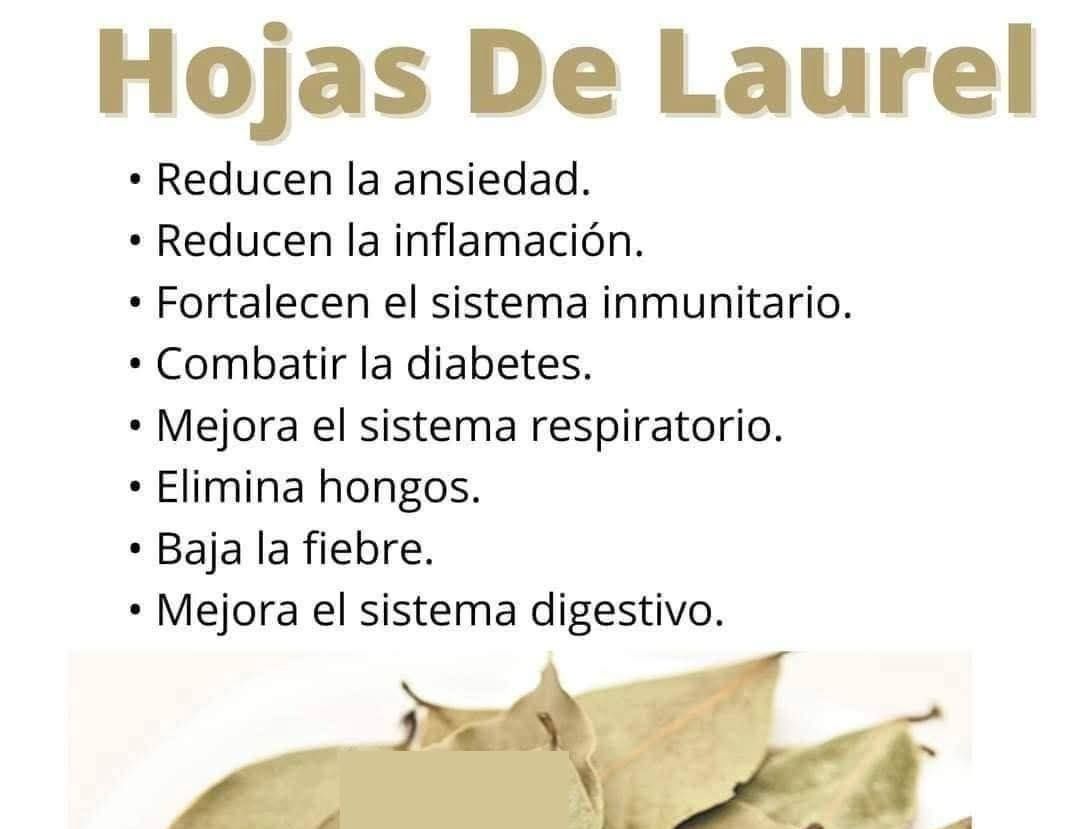Hojas de Laurel Secas