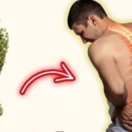 El Tomillo: La Hierba Más Potente para Tu Salud