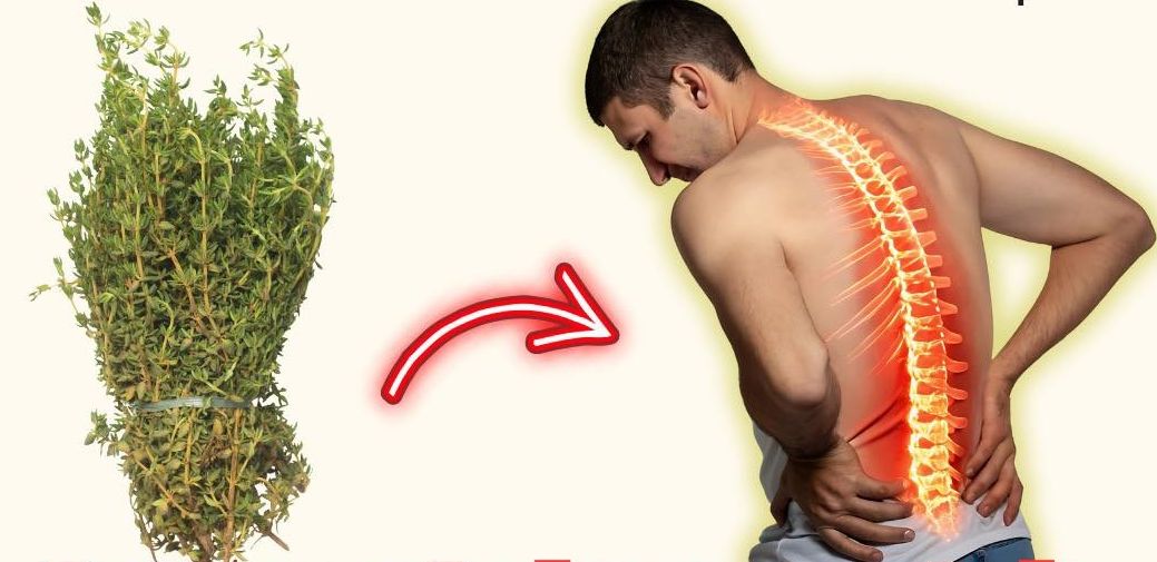 Tomillo y Dolor de Espalda