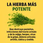 Tomillo: La Hierba Natural para Combatir Parásitos e Infecciones