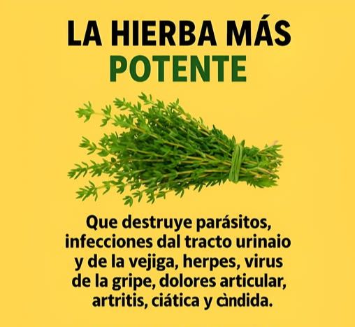 Tomillo, la hierba más potente