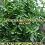Control Natural de la Presión Arterial: Albahaca y Otras Hierbas Beneficiosas