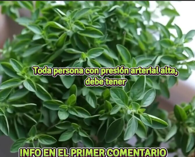 Planta de Albahaca