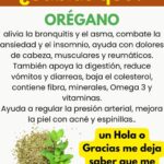 Las Maravillas del Orégano: Beneficios para la Salud y Usos Culinarios