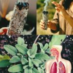 Los Múltiples Beneficios de Quemar Salvia en Casa: Purificación, Salud Respiratoria y Equilibrio Emocional