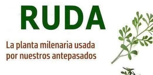 Hojas de ruda