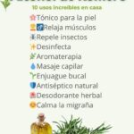 Alcohol de Romero: Los 10 Usos Maravillosos de Este Remedio Natural en Casa