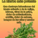 Descubre el Poder del Tomillo: Un Alivio Natural para Infecciones y Dolencias