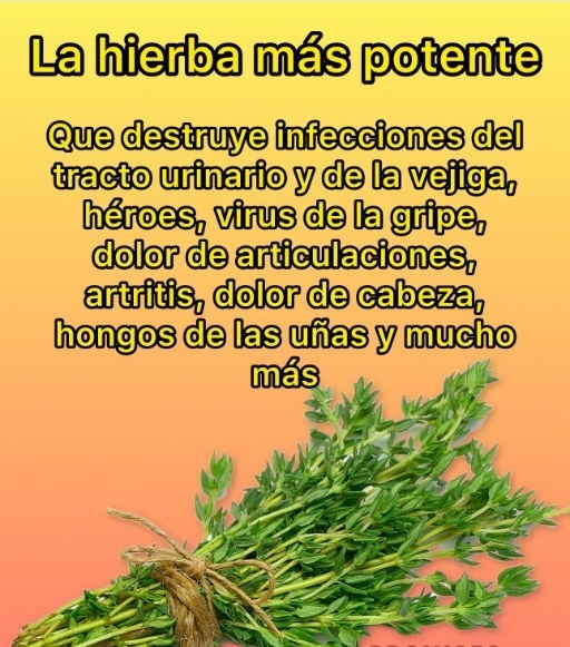 La hierba más potente, Tomillo