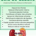 Cola de Caballo: Un Limpia-Riñones Natural Que Funciona