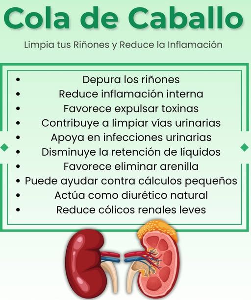 Cola de Caballo y sus beneficios para la salud renal