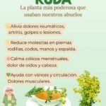 Ruda: La Planta Curativa de Nuestros Abuelos