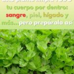 Descubre los Efectos Depurativos del Jugo de Apio